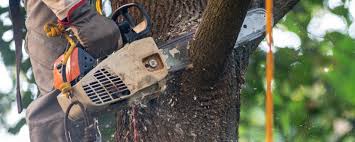 Best Tree Health Inspection  in West Glens Falls, NY