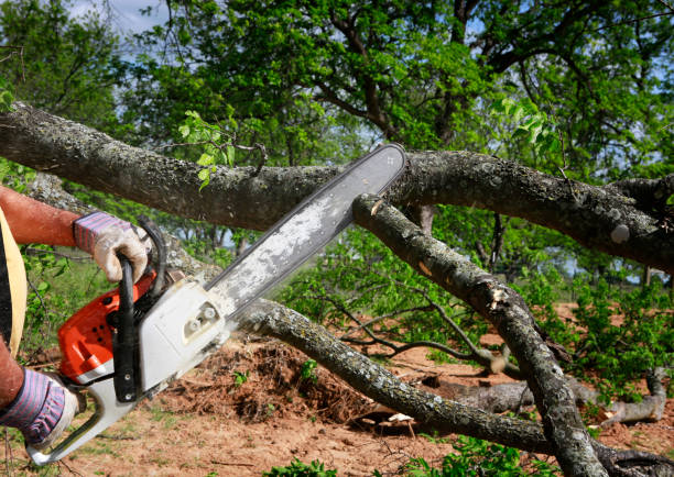 Best Tree Cabling and Bracing  in West Glens Falls, NY